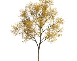 Autumn Maple Tree Garden Modello 3D