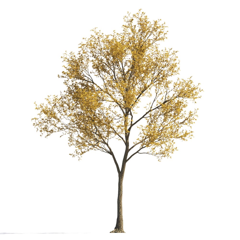 Autumn Maple Tree Garden 3D модель