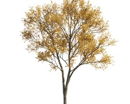Autumn Maple Single Tree 3D модель