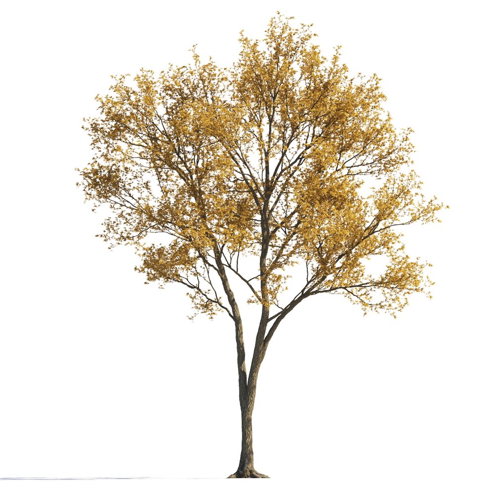Autumn Maple Single Tree 3D модель