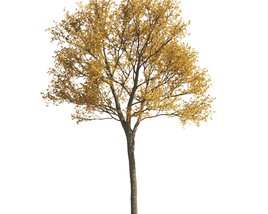 Autumn Golden-Leaved Maple Tree 3D model