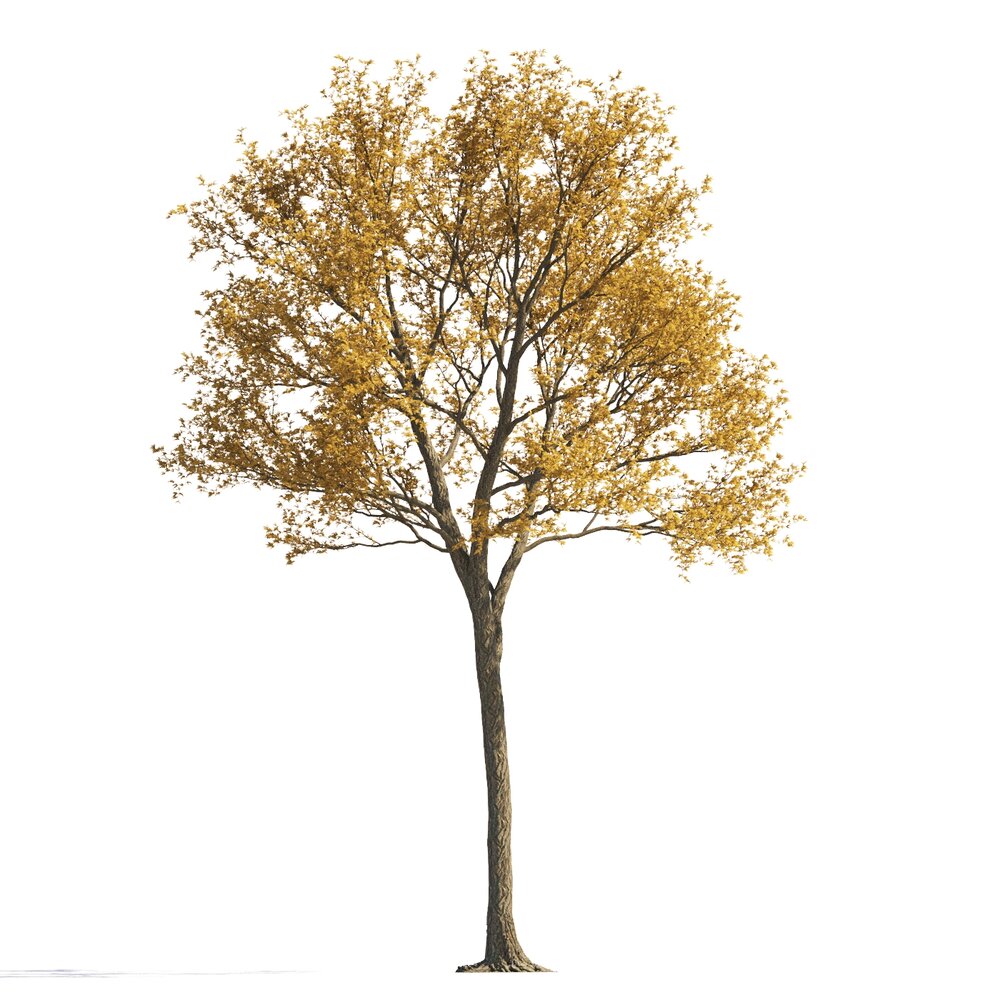Autumn Golden-Leaved Maple Tree Modello 3D