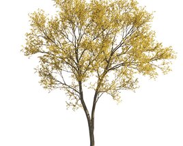 Autumn Park Maple Tree 3D model
