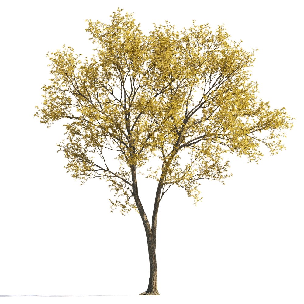 Autumn Park Maple Tree Modèle 3D