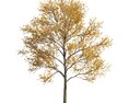 Autumnal a Lone Maple Tree 3D 모델 