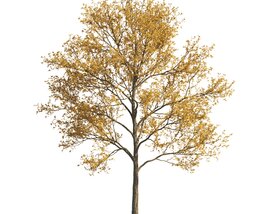 Autumnal a Lone Maple Tree Modello 3D