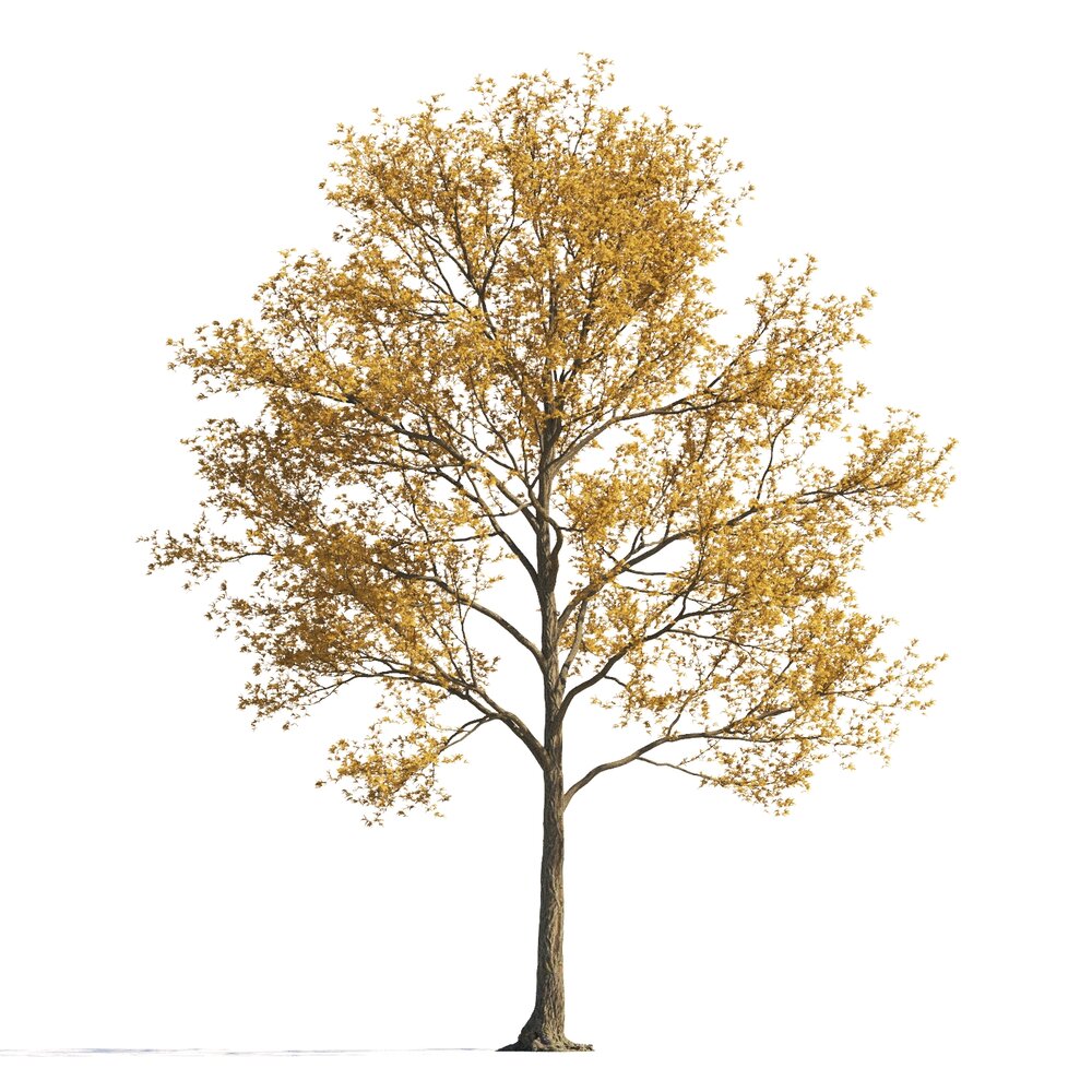 Autumnal a Lone Maple Tree 3D-Modell
