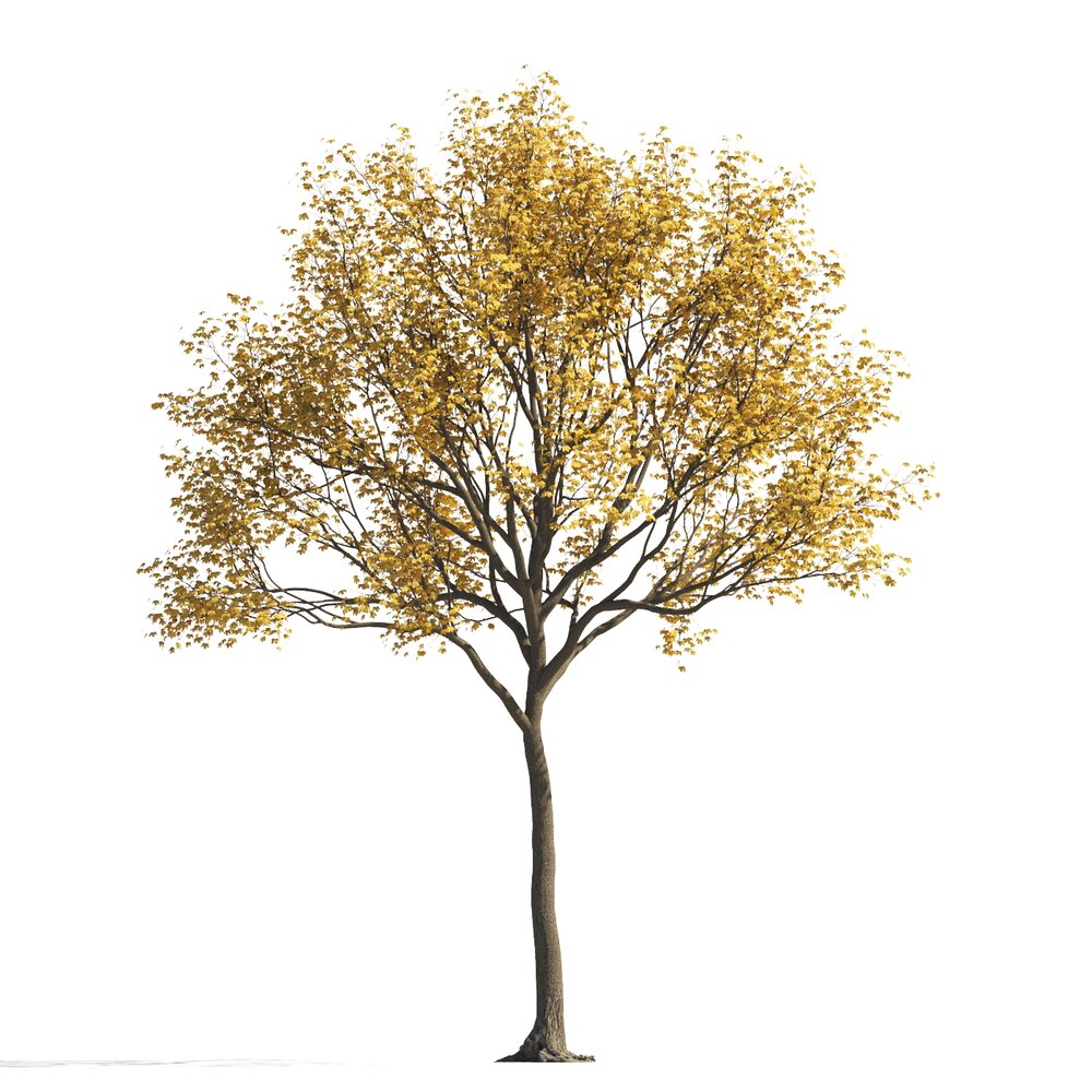 Golden Autumn Maple Tree 3D model