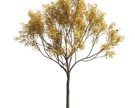 Autumn Maple Tree 02 Modello 3D