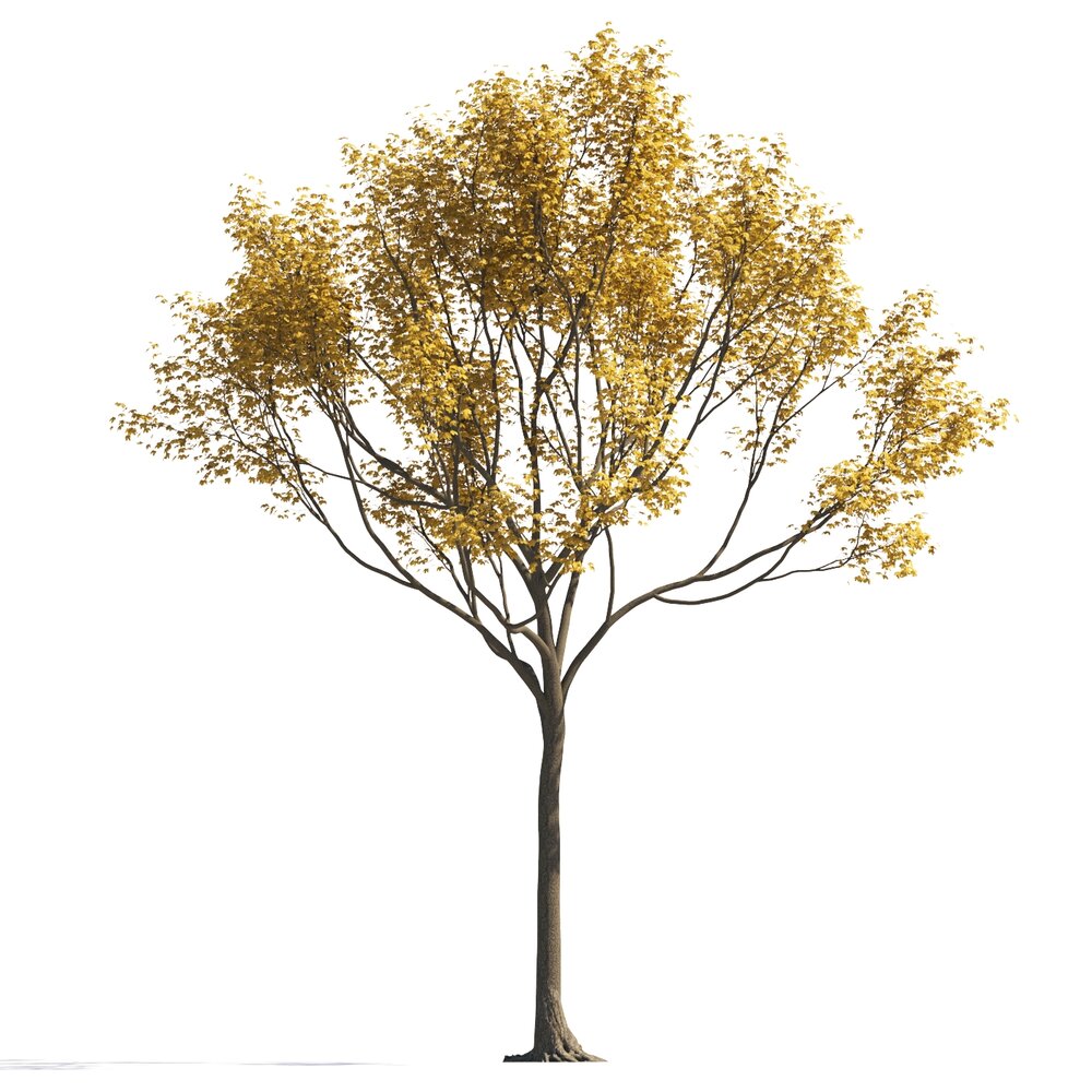 Autumn Maple Tree 02 3D 모델 