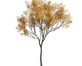 Autumn Maple Tree 3D model
