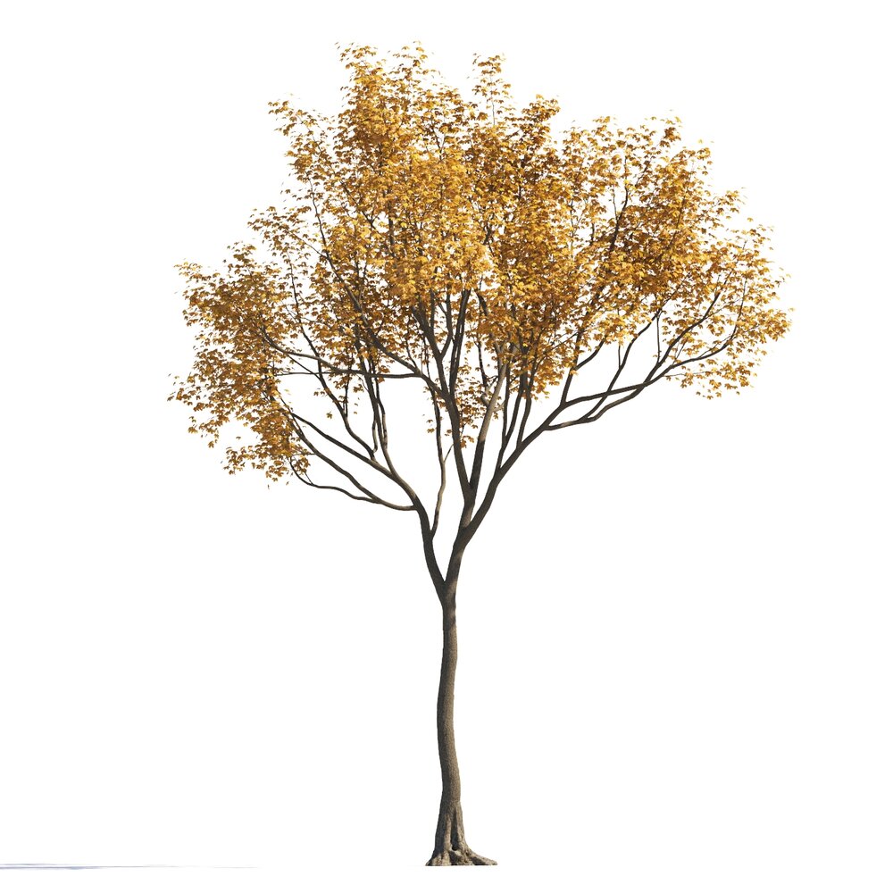 Autumn Maple Tree 3D модель