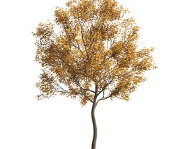 Autumn Maple Lone Tree 3D model