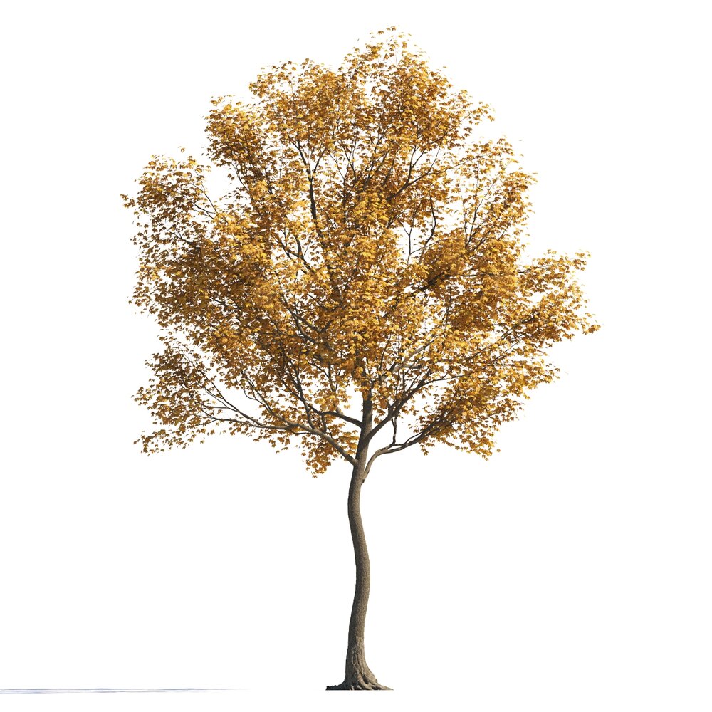 Autumn Maple Lone Tree Modelo 3D