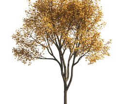 Autumn Maple Park Tree 3D модель