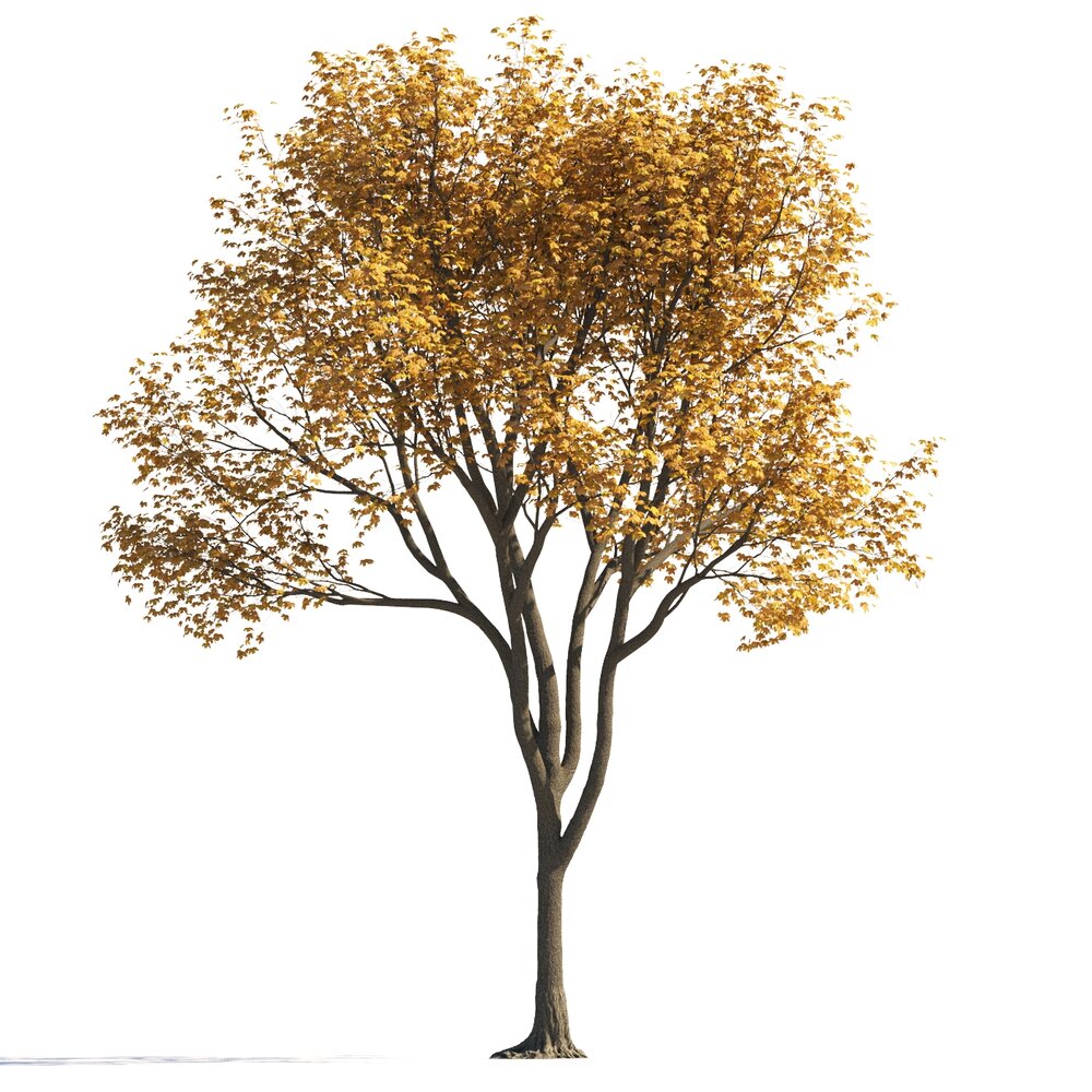 Autumn Maple Park Tree 3D 모델 
