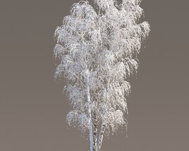 Snowy Birch Tree 3D model