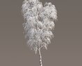 Frosted Birch in Winter 3d model