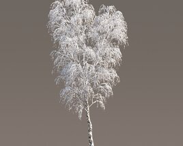 Frosted Birch in Winter Modello 3D