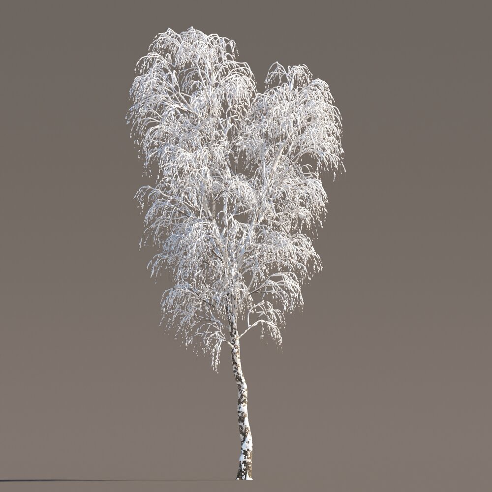 Frosted Birch in Winter 3D модель