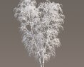 Frosted Birch in Winter 02 3d model