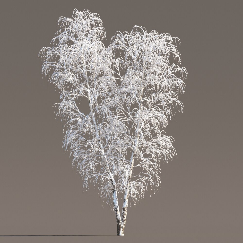 Frosted Birch in Winter 02 3D 모델 