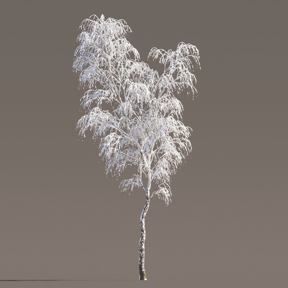 Frosted Birch in Winter 03 3D模型