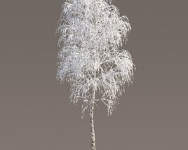 Tall Birch Winter Modèle 3D