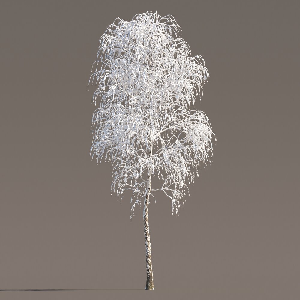 Tall Birch Winter 3D model
