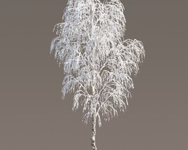 Frosted Birch in Winter 03 3D model