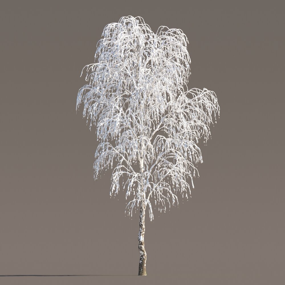 Frosted Birch in Winter 03 3D 모델 