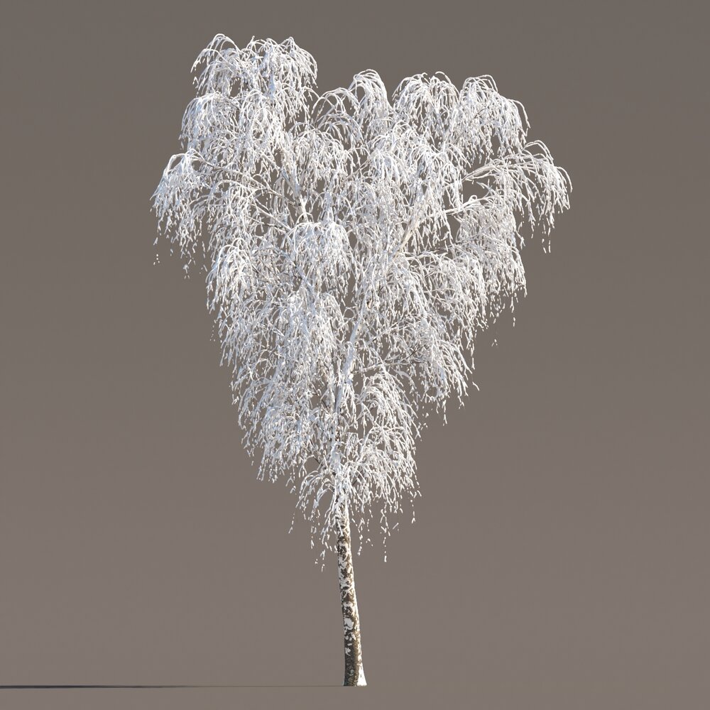 Birch Park Winter Tree Modello 3D