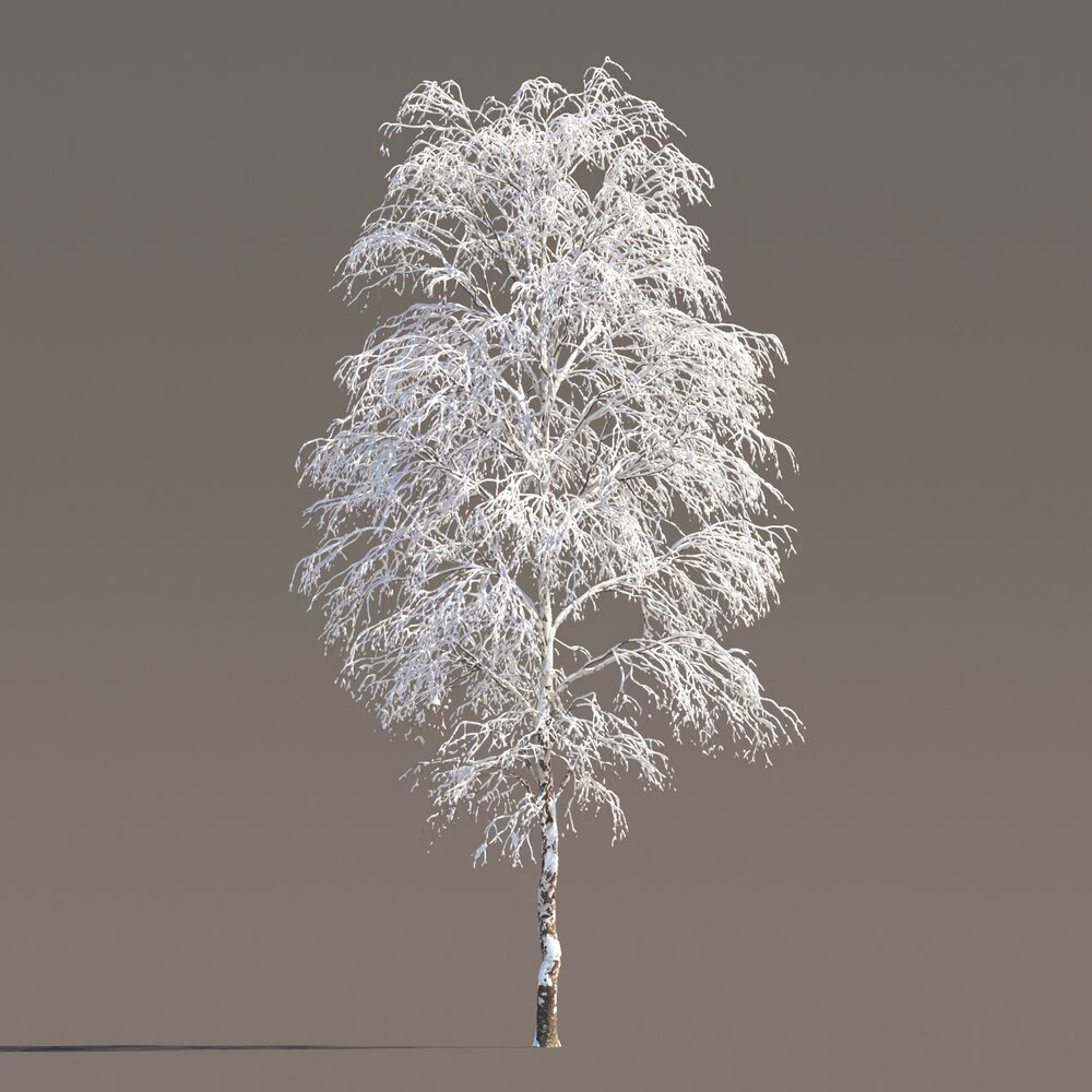 Birch Frost-covered Tree Modèle 3d