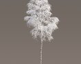 Frosted Birch Tree 3d model