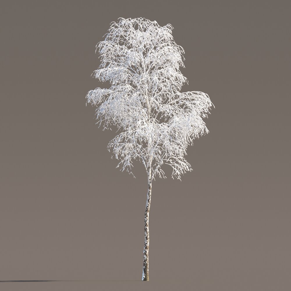 Frosted Birch Tree Modèle 3d