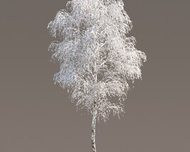 Frost-Covered Birch Tree 3D модель