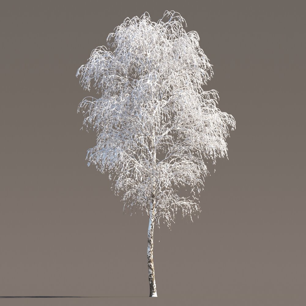 Frost-Covered Birch Tree 3D модель