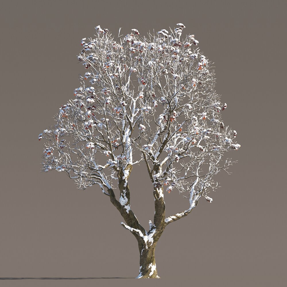 Chestnut Snowed Tree 3D 모델 