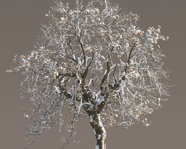 Chestnut Tree in Winter Modello 3D
