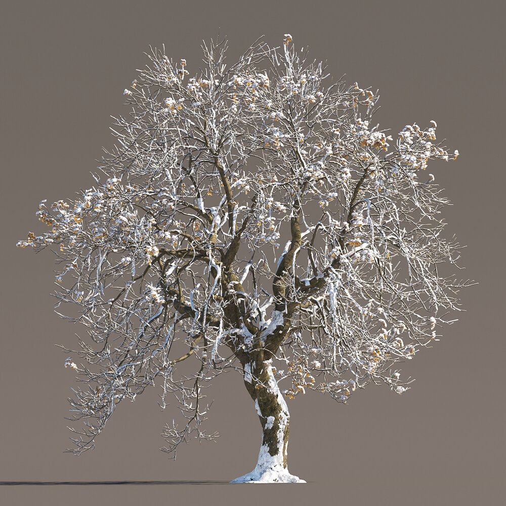 Chestnut Tree in Winter Modèle 3d