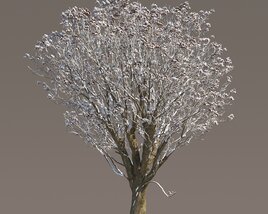 Winter Chestnut Tree 3D модель