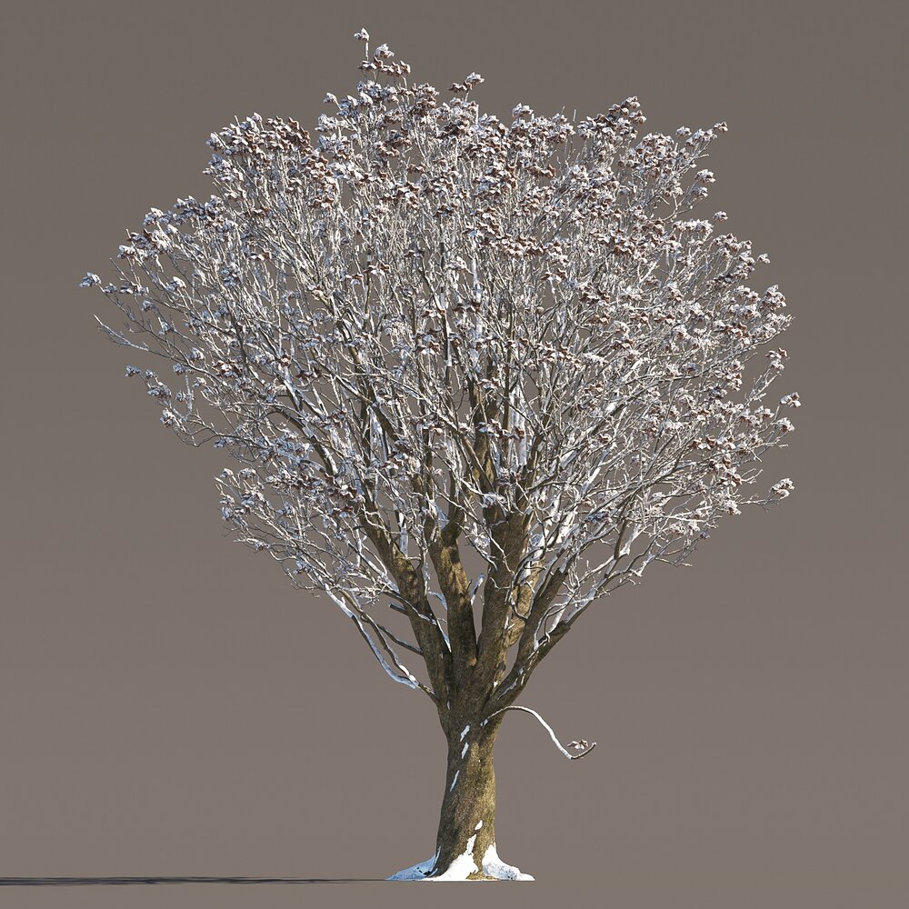 Winter Chestnut Tree 3D 모델 