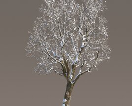 Chestnut Frost-Covered Tree Modello 3D