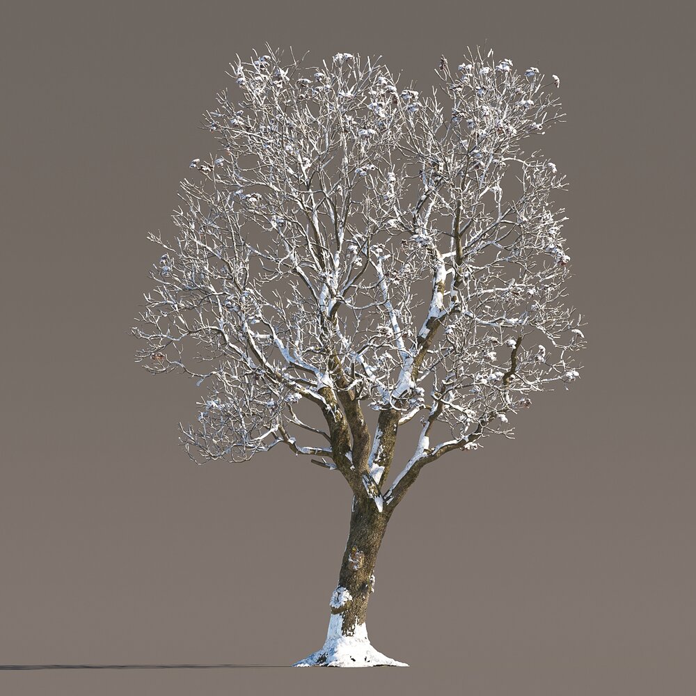 Chestnut Frost-Covered Tree 3D модель
