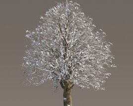 Large Chestnut Tree Modello 3D