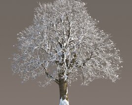 Winter Chestnut Tree Snow 3D модель