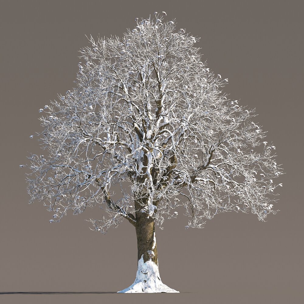 Winter Chestnut Tree Snow Modello 3D