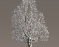 Winter Park Chestnut Tree 3d model