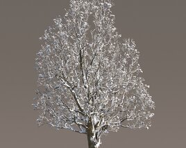 Winter Park Chestnut Tree 3D 모델 
