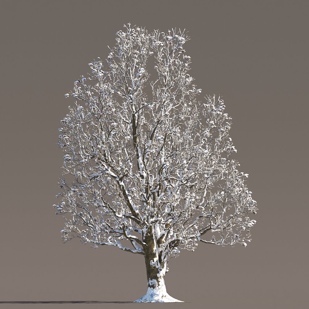 Winter Park Chestnut Tree 3D模型